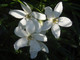 1 Mexican orange Aztec Pearl / Choisya Dewitteana Aztec Pearl in a 2L Pot