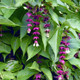 Himalayan Honeysuckle / Leycesteria formosa in 2L Pot, Red-Purple Bracts