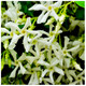 Trachelospermum Jasminoides / Star Jasmine 20-30cm in 2L Pot, Pure White Fragrant Flowers