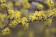 Cornus Mas / Cornelian Cherry In 2L Pot, Glossy Cherry Like Fruit