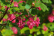 Ribes sanguineum King Edward VII in 2L Pot, Winter Currant 'King Edward VII