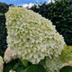 Hydrangea paniculata 'Limelight' In 2L Pot With Stunning Conical Flowers