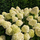 Hydrangea paniculata 'Limelight' In 2L Pot With Stunning Conical Flowers