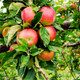 Beauty Of Bath' Apple Tree 4-5ft, 6L Pot Ready to Fruit Mild,Sharp & Sweet