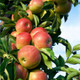 Laxton's Superb Apple Tree 3-4ft Tall in 6L Pot Ready to Fruit,Crisp,Sweet,Crunchy & Juicy