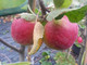 Laxton's Superb Apple Tree 4-5ft Tall in 6L Pot Ready to Fruit,Crisp,Sweet,Crunchy & Juicy