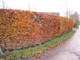 40 Green Beech Hedging 1-2ft Tall in 1L Pots, Fagus Sylvatica Trees,Brown Winter Leaves