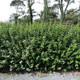1 Green Privet Plant 2-3ft,Evergreen Hedging,Grow a Quick,Dense Hedge 2L Pot
