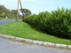 1 Green Privet Plant 2-3ft,Evergreen Hedging,Grow a Quick,Dense Hedge 2L Pot