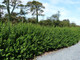 1 Green Privet Plant 3-4ft,Evergreen Hedging,Grow a Quick,Dense Hedge 2L Pot