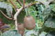 Kiwi Jenny Tree, 4-5ft Tall In a 5L Pot, Actinidia deliciosa Jenny, Self Fertile