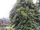 Kiwi Jenny Tree, 4-5ft Tall In a 5L Pot, Actinidia deliciosa Jenny, Self Fertile