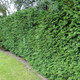 10 Western Red Cedar /Thuja 'Gelderland' Trees 2ft tall in 2L Pots Fast Growing Evergreen Hedging