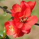Chaenomeles japonica 'Sargentii' / Japanese Quince  In 1-2L Pot