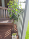 Dwarf Patio Conference Pear Tree in a 5L Pot, Miniature, Self-Fertile & Heavy Cropper, Ready to Fruit