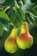 Dwarf Patio Beurre Hardy Pear Tree in a 4L Pot, Miniature, Ready to Fruit, Full & Distinctive Flavour