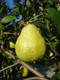 Dwarf Patio Doyenne Du Comice Pear Tree in a 5L Pot, Miniature, Dessert Pear With Fine Flavour