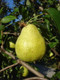 Dwarf Patio Doyenne Du Comice Pear Tree in a 4L Pot, Miniature, Dessert Pear With Fine Flavour