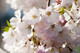 Japanese Amanogawa Pink Flowering Cherry 4-5ft,Upright Growing.Prunus Serrulata