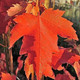 Acer Rubrum 'Sun Valley' / Maple In 2L Pot Stunning Autumn Colours