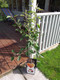 Dwarf Patio Malus domestica Idared ‘Summerred' Apple Tree In 5L Pot Miniature