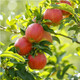 Dwarf Patio Malus domestica ‘James Grieve' Apple Tree In 5L Pot, Miniature, Self-Fertile