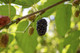 Black Mulberry - Morus Nigra in 2L pot 3-4ft Tall, Dark Purplish-Red Edible Berries