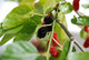 Black Mulberry - Morus Nigra in 2L pot 3-4ft Tall, Dark Purplish-Red Edible Berries