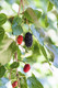 Black Mulberry - Morus Nigra in 2L pot 3-4ft Tall, Dark Purplish-Red Edible Berries