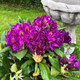 Azalea Rhododendron 'Marcel Menard' Bushy Potted Plant, Purple-Velvety Flowers