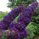 Buddleia davidii 'Black Knight' In 9cm Pot Buddleja Butterfly Bush