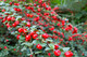 10 Cotoneaster suecicus Coral Beauty In 9cm Pots, Orange-Red Berries