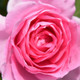 Rosa 'Tickled Pink' Floribunda Rose Bush, Clusters of Old Fashioned Pink Blooms