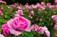 Rosa 'Tickled Pink' Floribunda Rose Bush, Clusters of Old Fashioned Pink Blooms