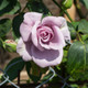 Rosa 'Twice In A Blue Moon' Hybrid Tea Rose Bush, Large Pale Lilac Flowers