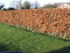 30 Green Beech Hedging Plants 2-3ft Fagus Sylvatica Trees,Brown Winter Leaves