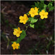 Kerria Japonica Golden Guinea Plant In 2L Pot, Golden Yellow Flowers