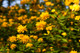 Kerria japonica 'Pleniflora' / Bachelor's Buttons Plant In 2L Pot, Double Yellow Flowers