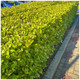30 Griselinia Evergreen Hedging Plants 20-30cm in 9cm Pots, Fast Growing New Zealand Laurel