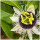 Passiflora Edulis Passion Fruit in 2L Pots, Tasty Edible Fruits