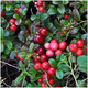 Cranberry Plant Early Black / Vaccinium macrocarpon in 9cm Pot, Dark Juicy Fruit High in Vitamin C
