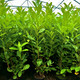 50 Cherry Laurel 3-4ft Tall Multi-Stemmed Prunus Rotundifolia, In 3L Pots, Fast Growing Evergreen Hedging