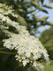 Elder Flower Tree Plant in 1L Pot, Make Elderberry Wine & Elderflower Lemonade