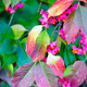 Spindle Tree 4-5ft Tall, Euonymus Europaeus, 6L Pots Pink Autumn Berries