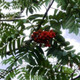 Mountain Ash (Rowan) Plant / Sorbus Aucuparia Tree 2-3ft Tall in 1L Pot, Hedge