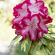 3 Rhododendron 'President Roosevelt' Plants In 9cm Pots, Stunning Red/White Flowers