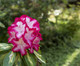 3 Rhododendron 'President Roosevelt' Plants In 9cm Pots, Stunning Red/White Flowers