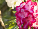 3 Rhododendron 'President Roosevelt' Plants In 9cm Pots, Stunning Red/White Flowers