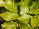5 Green Beech Hedging 1-2ft Tall in 1L Pots, Fagus Sylvatica Trees,Brown Winter Leaves
