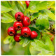 20 Hawthorn Hedging Plants 20-30cm Tall In 1L Pots ,Wildlife Friendly Hawthorne Hedges